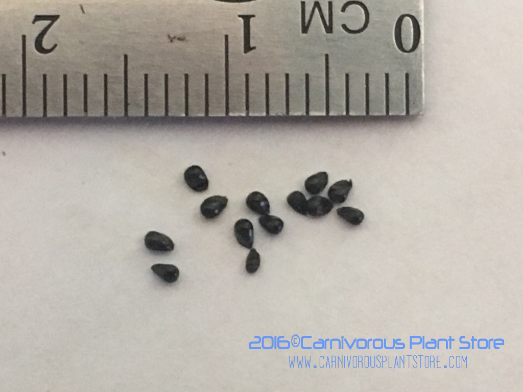 VFT seed scale