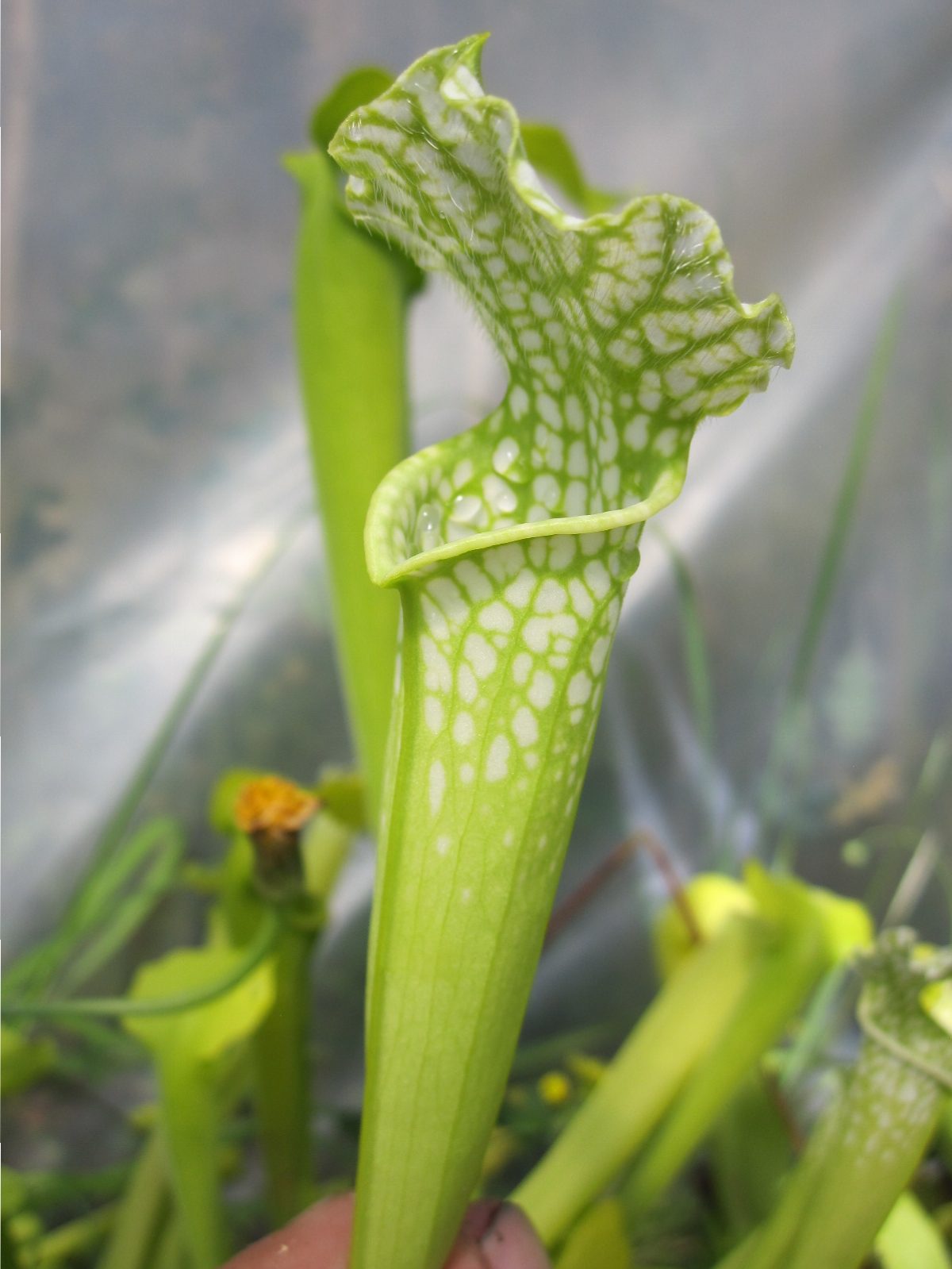 Sarracenia leucphylla viridescens