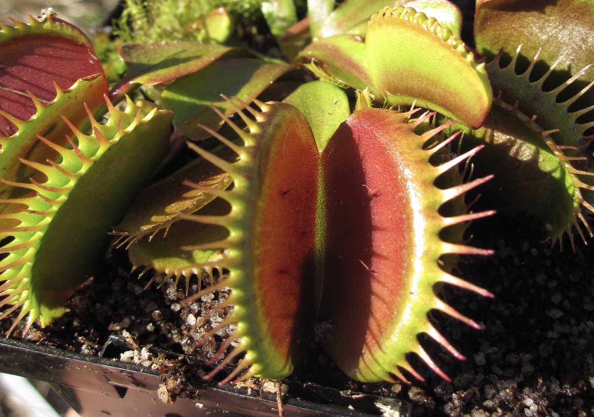 Big Mouth Mother Plant