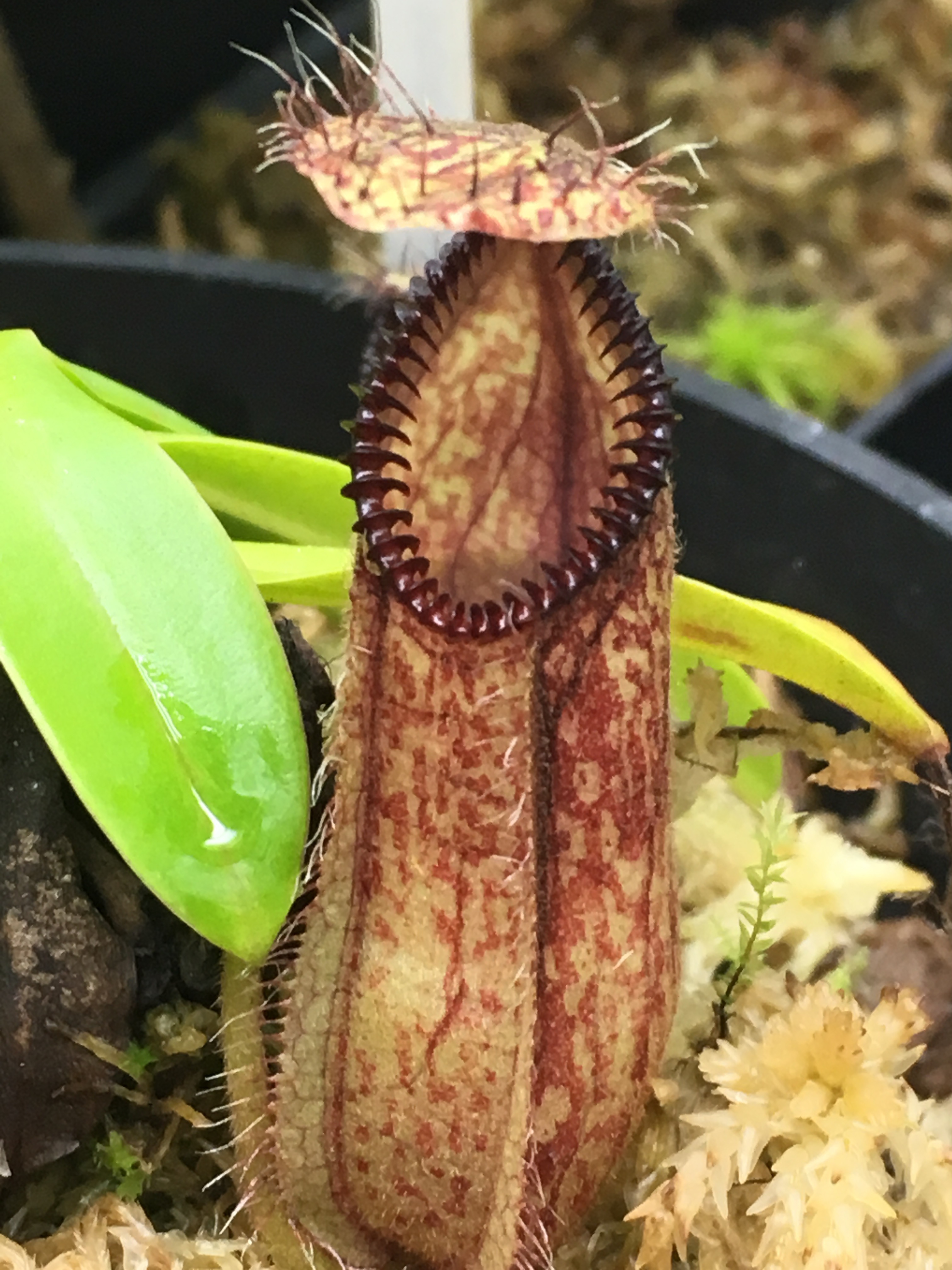 hamata