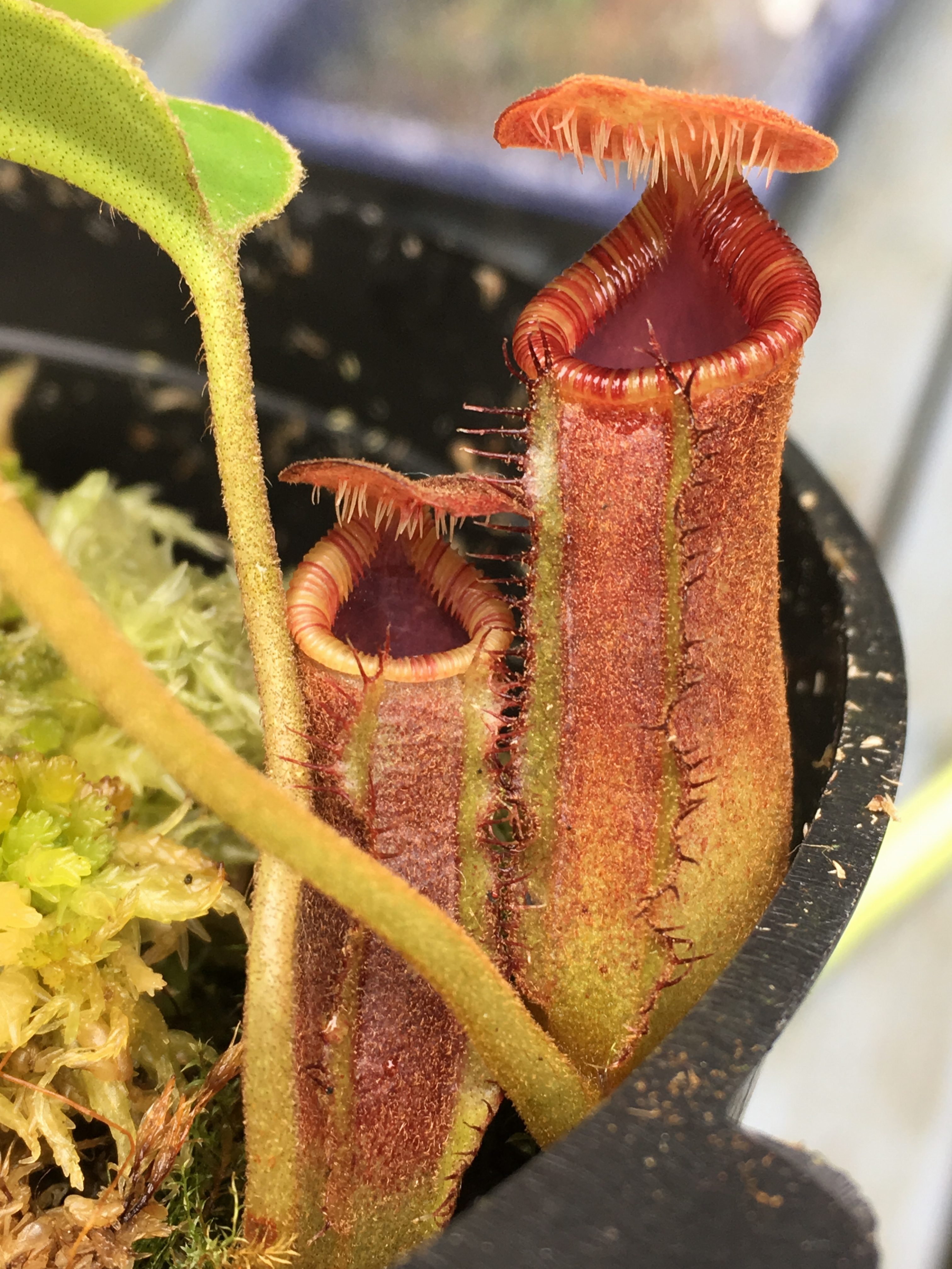 N. lowii Trusmadi