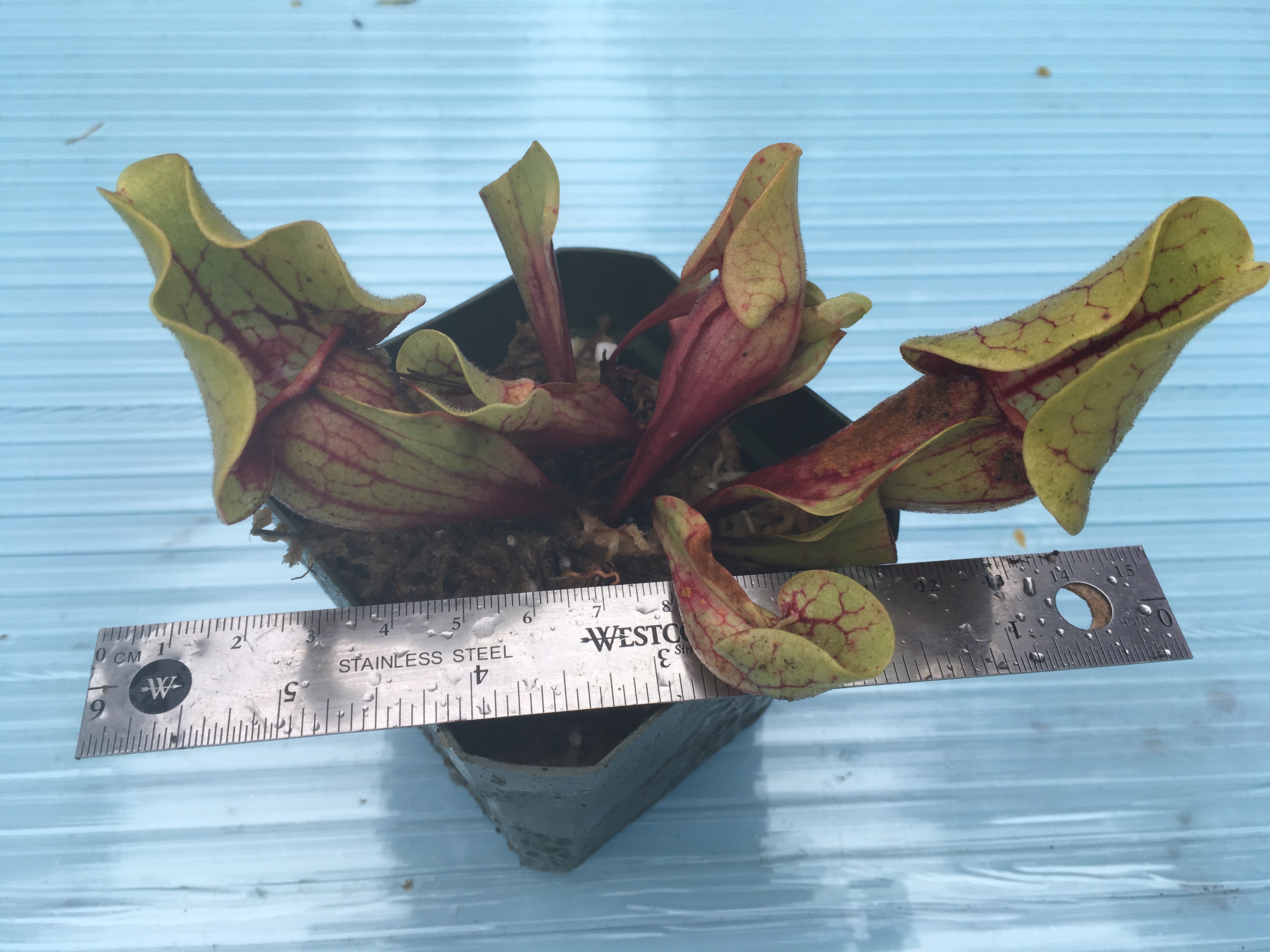 pupurea venosa tattnall 3