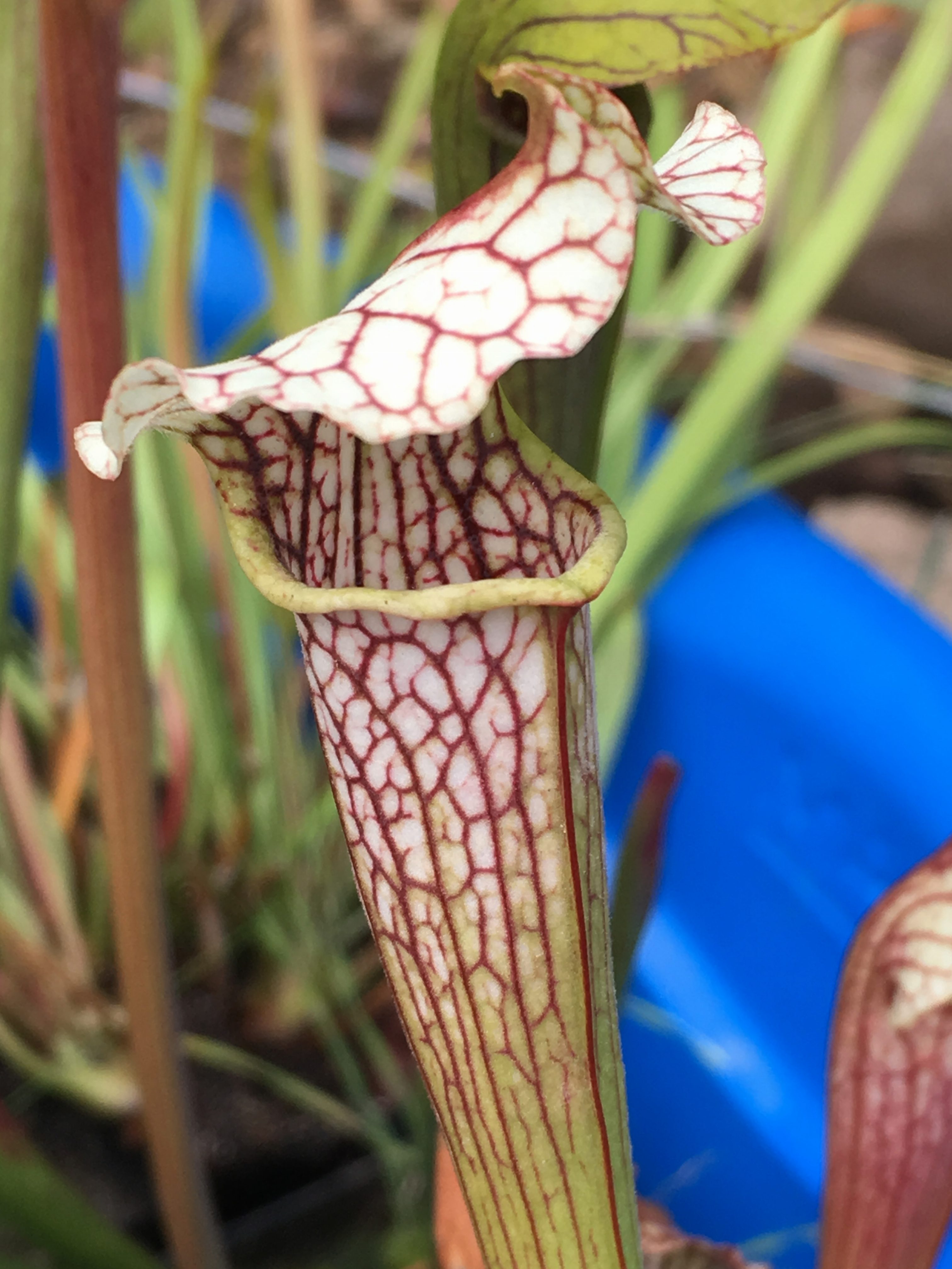 Sarracenia areolata h121 2