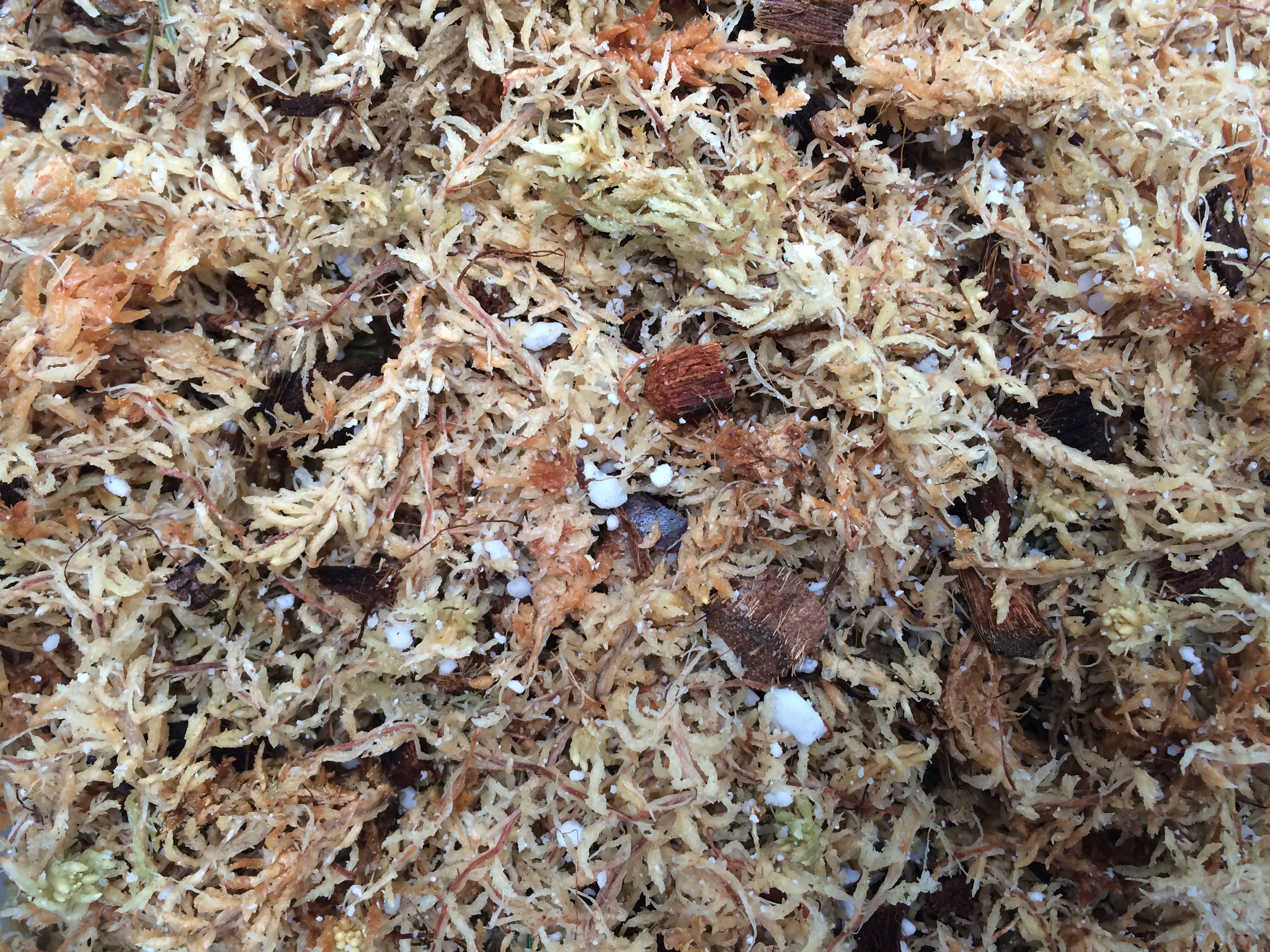 Nepenthes & Heliamphora Soil Mix