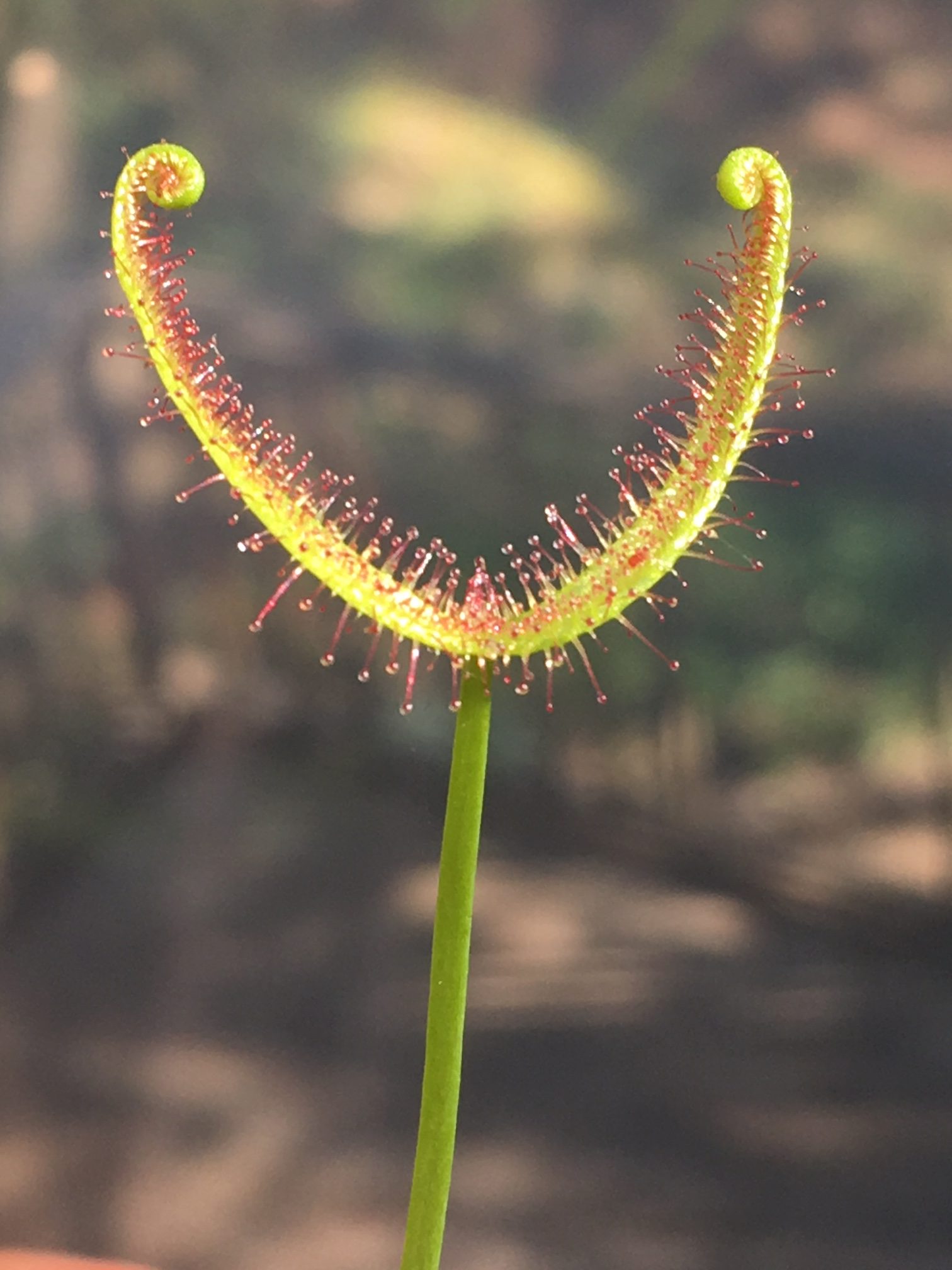 drosera binata