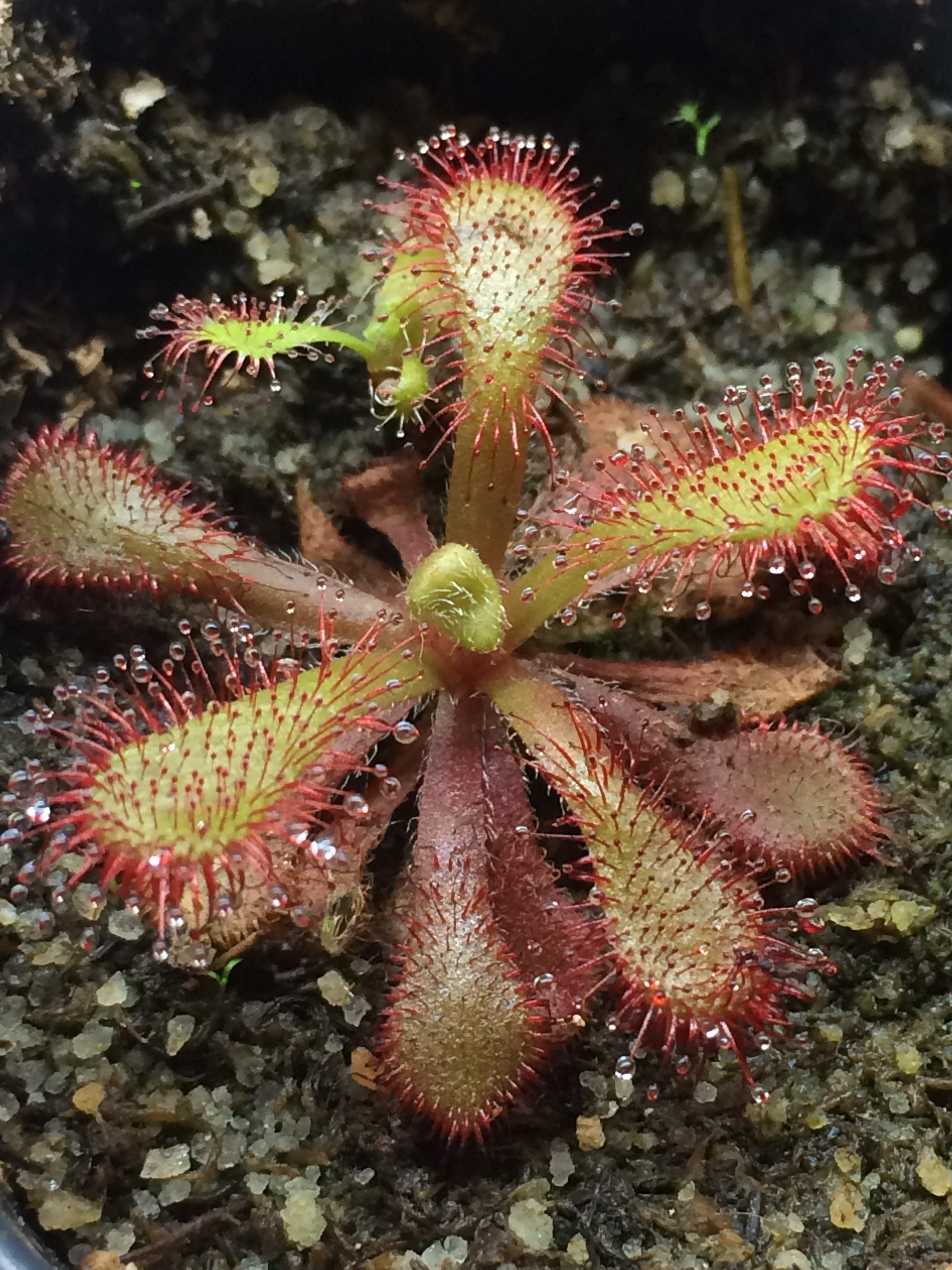 Drosera venusta
