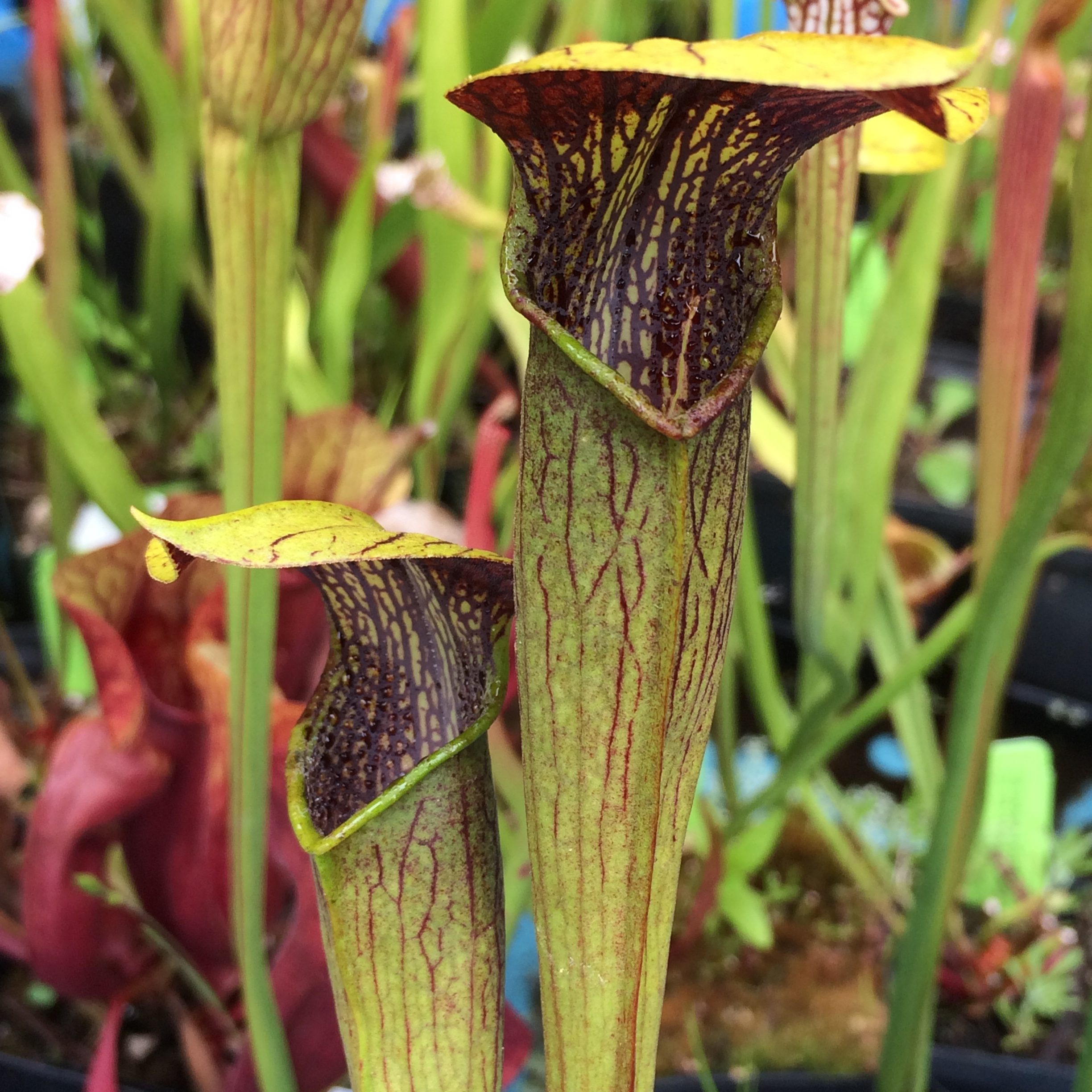 alata rubrioperculata