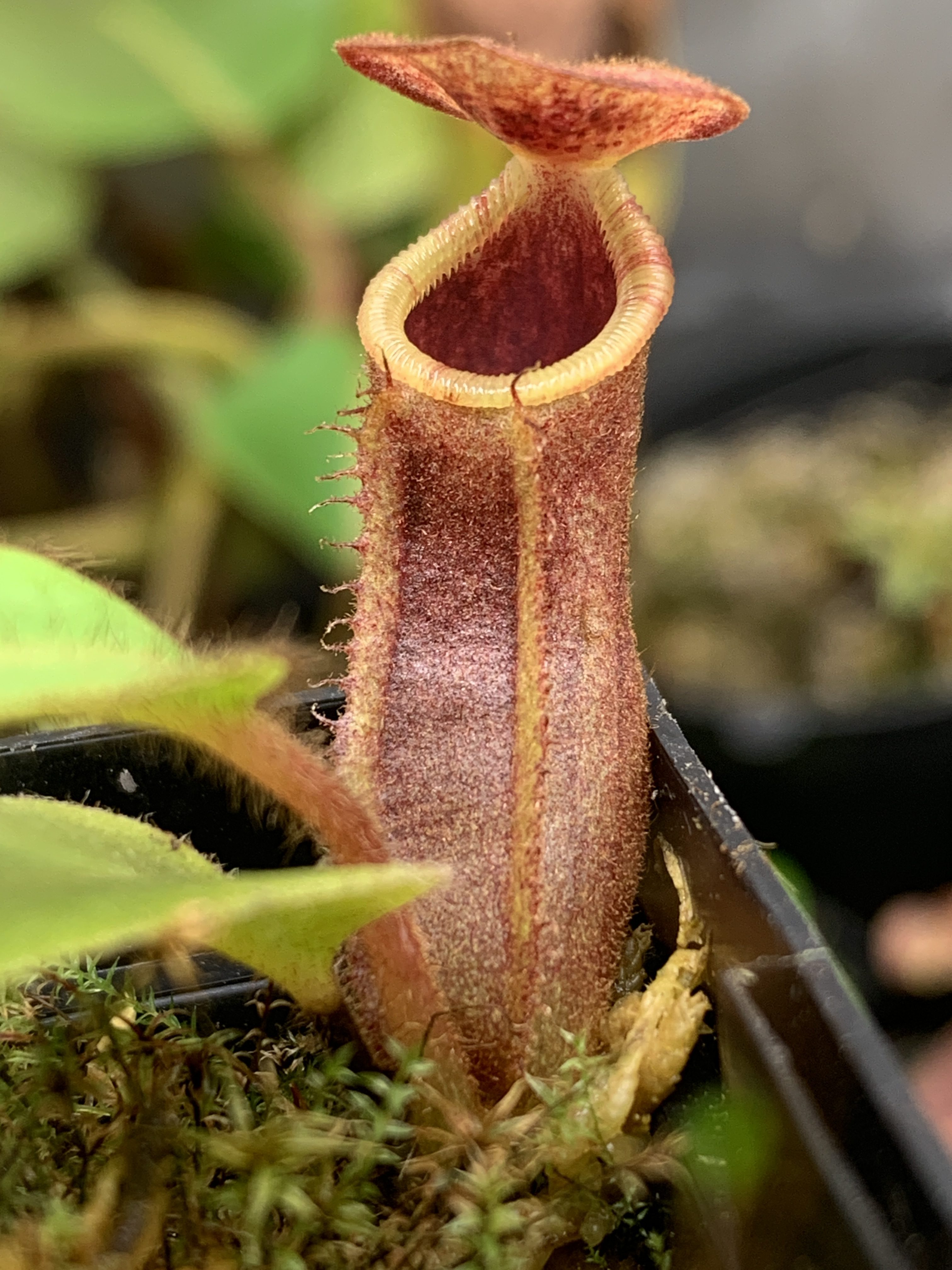 vetchii lowii