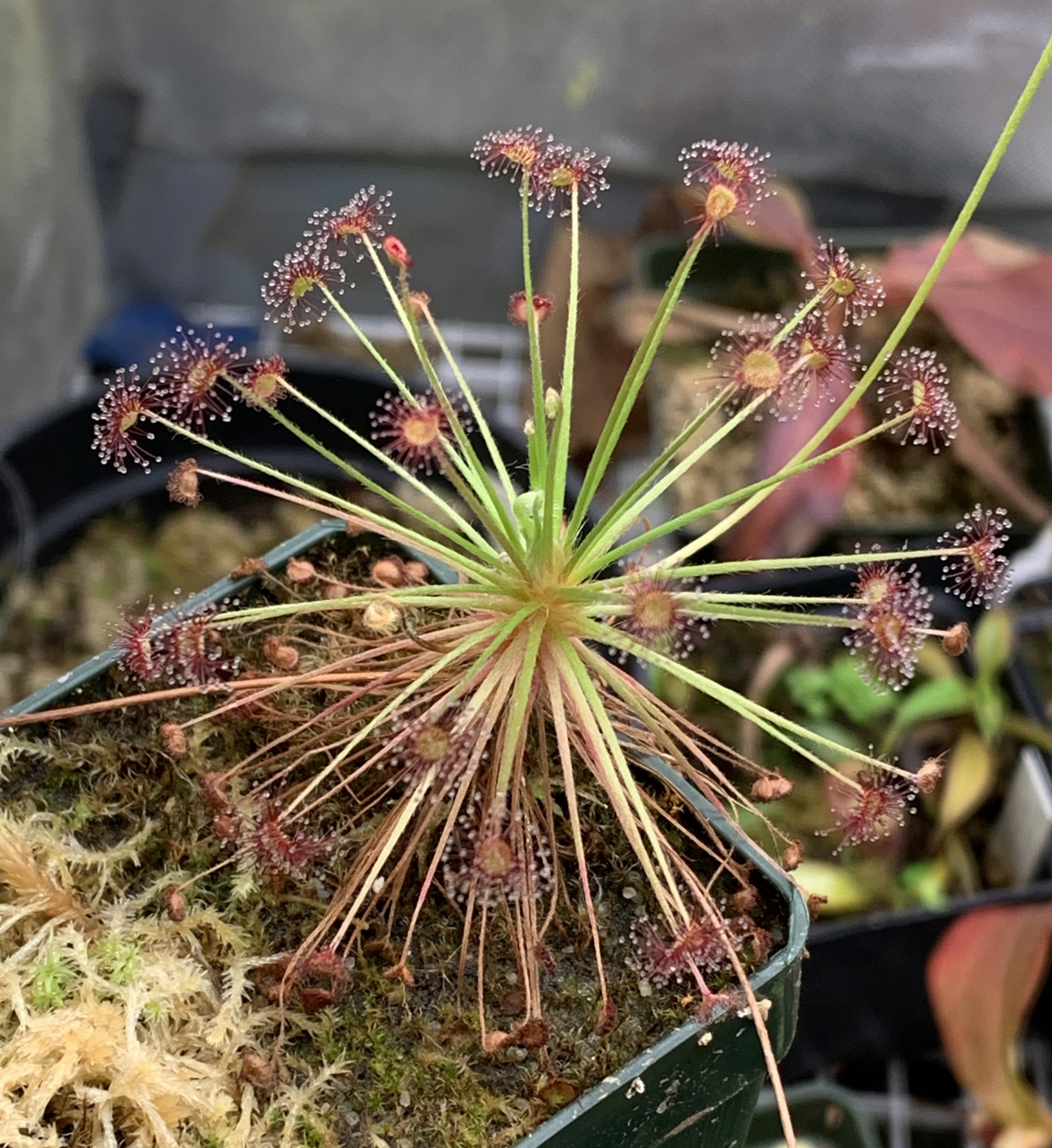drosera paradoxa